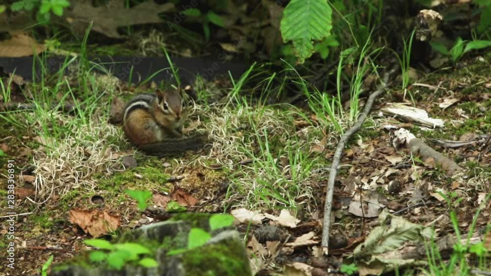 Chipmunk in the woods Chipmunk in the woods