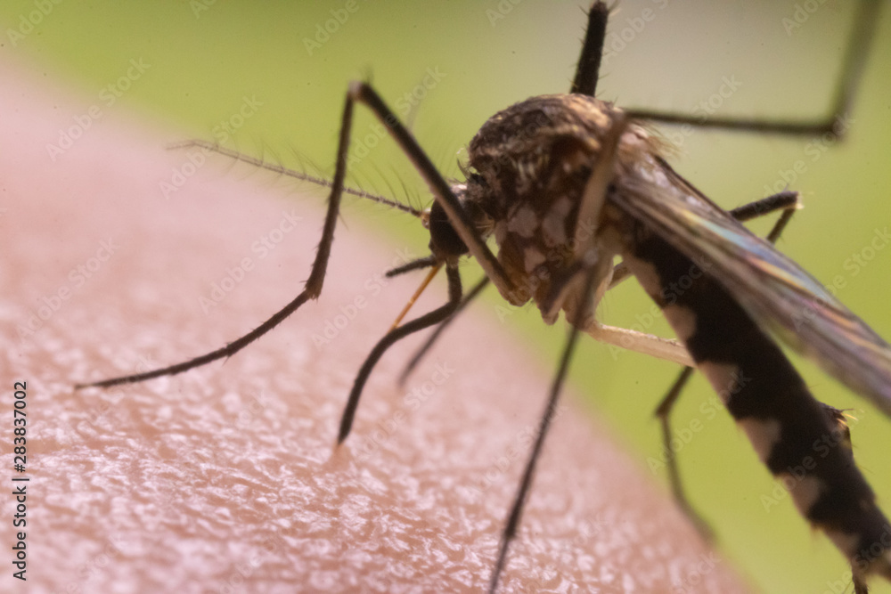 Aedes aegypti Mosquito. Super macro close up a Mosquito sucking human blood, Aedes aegypti Mosquito. Super macro close up a Mosquito sucking human blood,