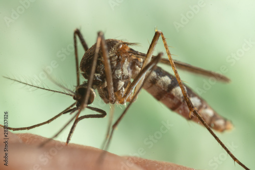 Aedes aegypti Mosquito. Super macro close up a Mosquito sucking human blood, © frank29052515