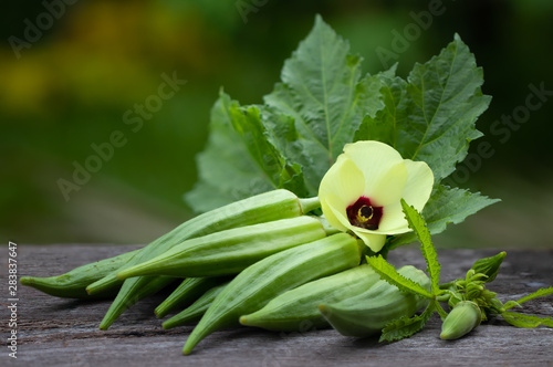 Organic food or herb plant, fresh green okra  and flower on wood background.