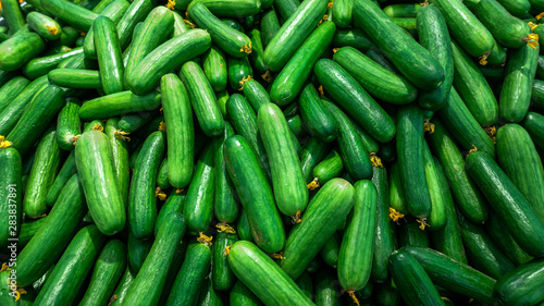 Fototapeta Naklejka Na Ścianę i Meble -  A bunch of fresh cucumbers displayed in a supermarket
