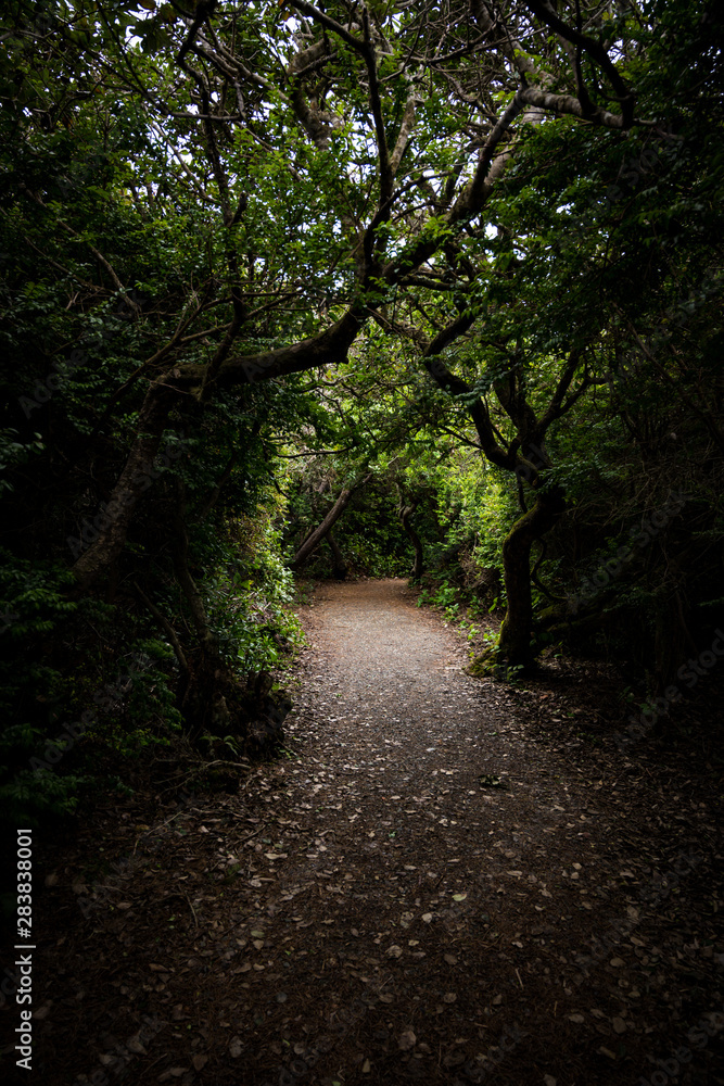 Naklejka premium Light Breaks Throguh Gnarly Trees