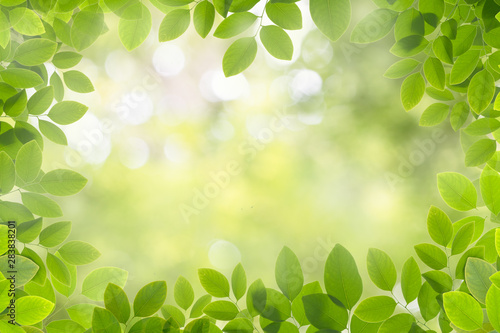 Close up nature frame of green leaf isolate on white background in garden with copy space using for background concept natural green plants landscape, ecology, fresh wallpaper 