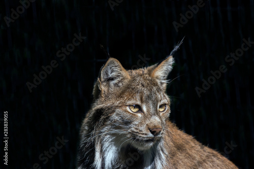 The Canada lynx  Lynx canadensis  is a species native to North America.