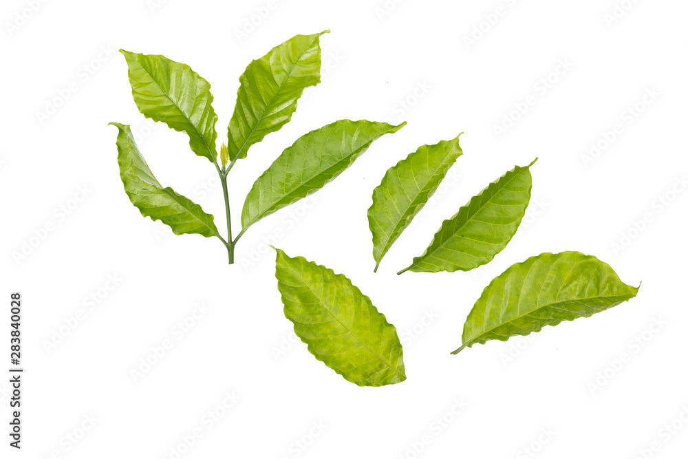 Obraz premium Arabica coffee leaf on a white background