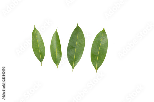 plum mango leaf isolated on white background