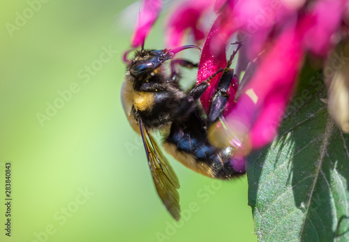 Queen Nevada Bumble bee (Bombus nevadensis) on a Bee Balm flower (Monarda) photo