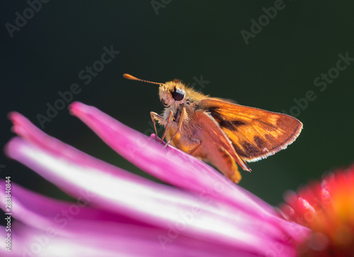 A Woodland Skipper Butterfly (Ochlodes sylvanoides) perched on a pink flower petal photo