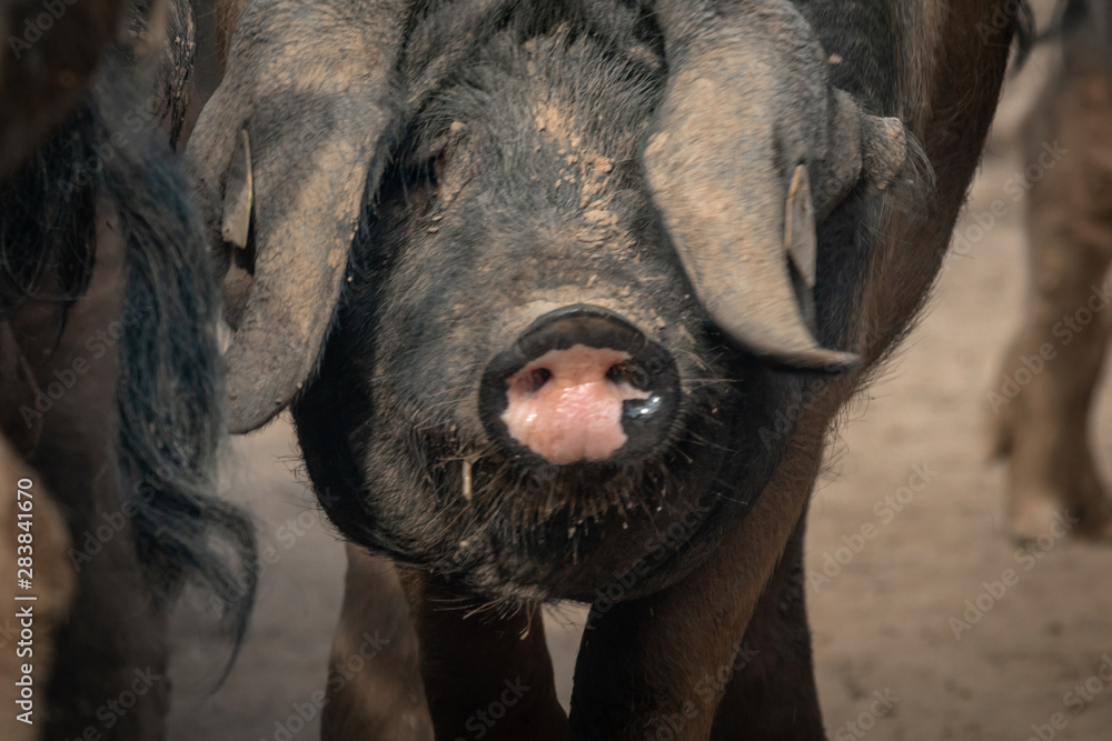 portrait of dirty cute pig eating with big ears covering his head, looking sad portrait of dirty cute pig eating with big ears covering his head, looking sad