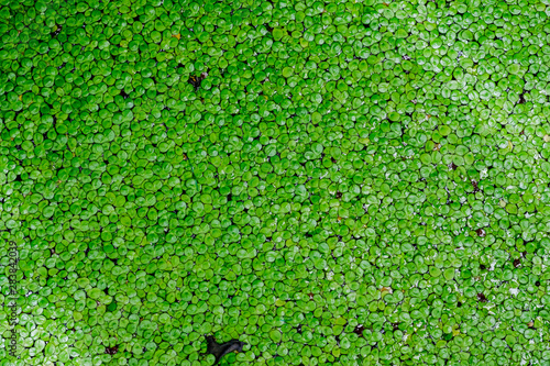 Mosquito fern,  Water fern pattern duck weed texture background. photo