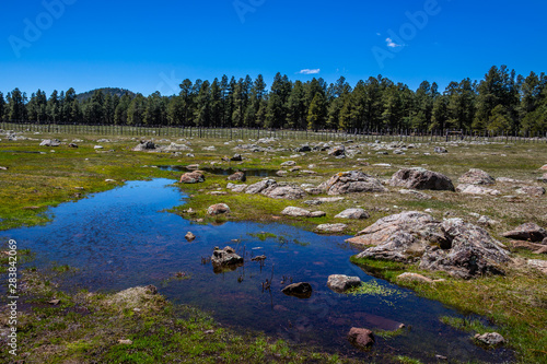 Melted snow pools in meadows of the White Mountains of Arizona. photo