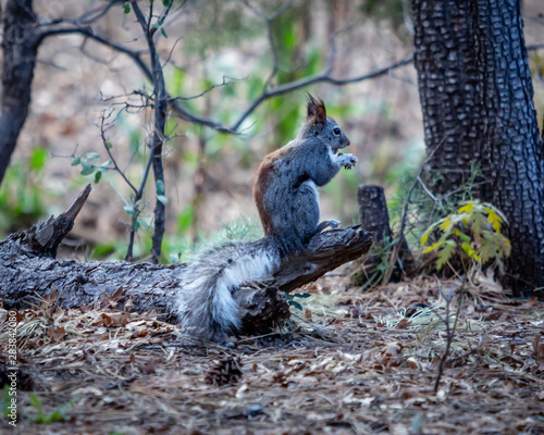 An Abert's squirrel perches on a dead limb eating a nut. photo