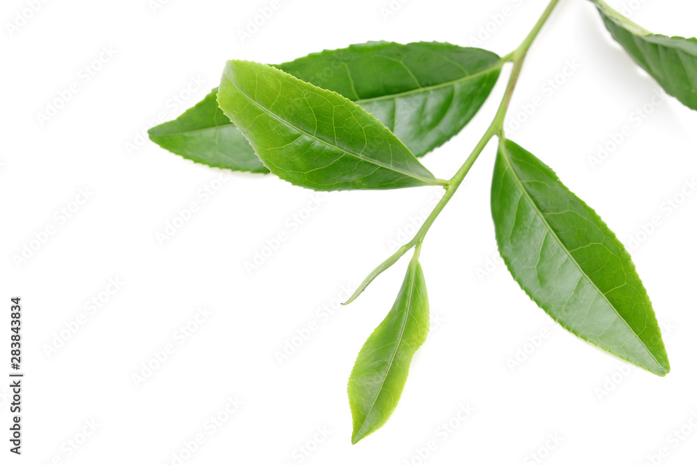 お茶の葉 お茶の葉