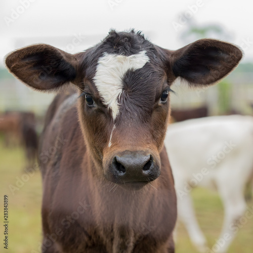 portrait of a calf