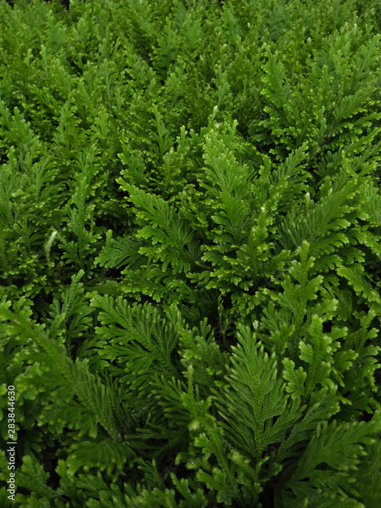 green background green background