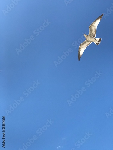 Seagull on the blue sky