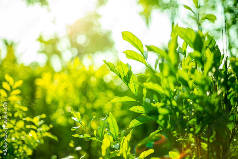 Green shrubs With sunlight on background blurred Green shrubs With sunlight on background blurred