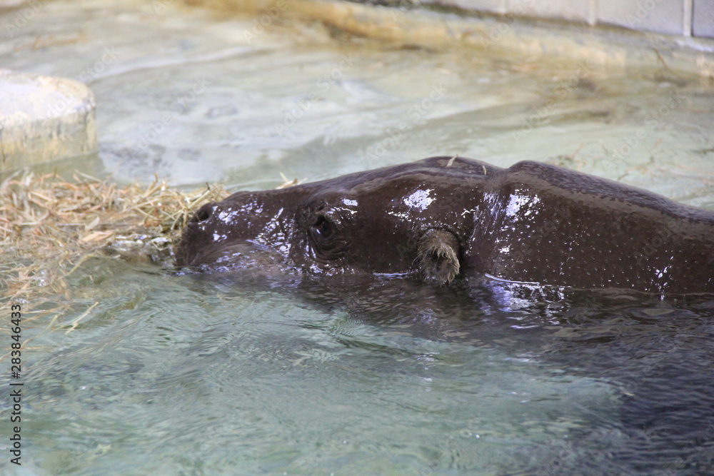 Fototapeta premium 少しだけ水面から顔を出すカバ