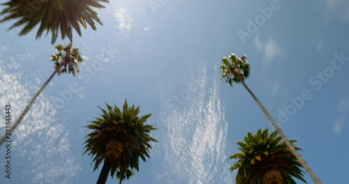 Low Angle Shot Of Beverly Hills Palm Trees In California