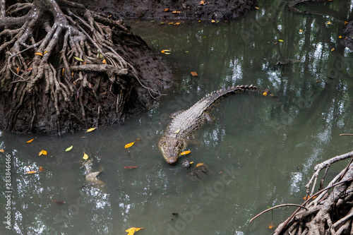 Large alligators in mangrove swamp on Can Gio Island  Vietnam