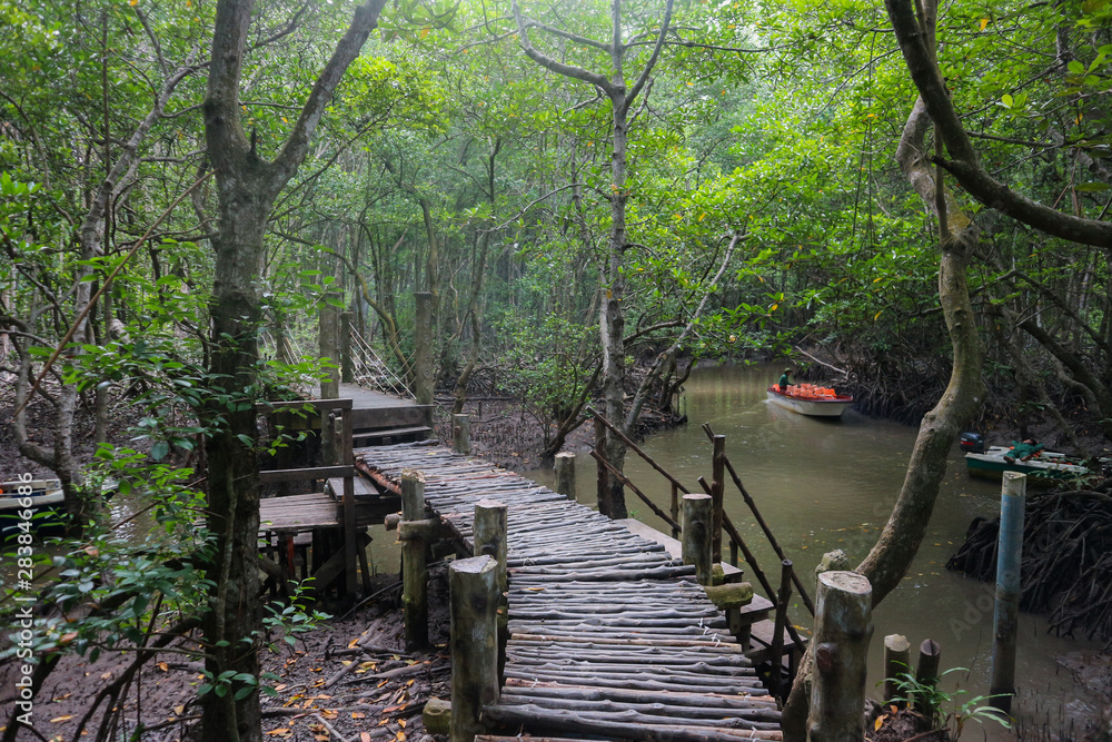 wooden bridge in Mangrove forest in Can Gio Island Vietnam wooden bridge in Mangrove forest in Can Gio Island Vietnam