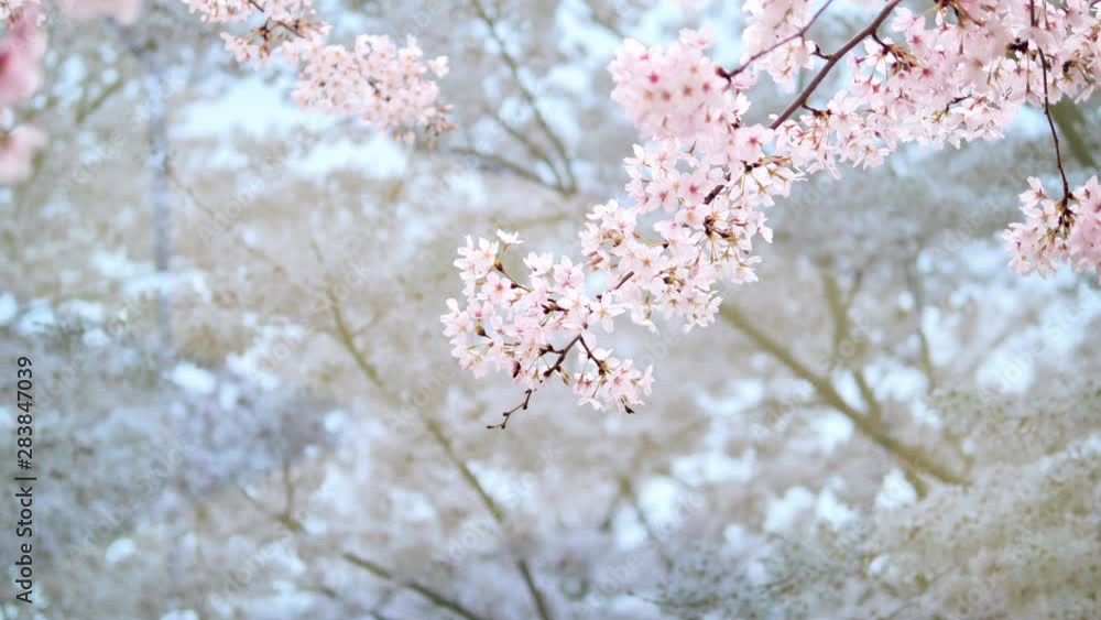Spring flowers series, bees flying in cherry blossom trees in wind, 4k footage, slow motion. Spring flowers series, bees flying in cherry blossom trees in wind, 4k footage, slow motion.
