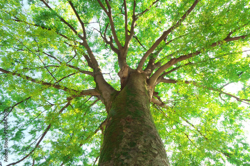 大樹の緑と木漏れ日