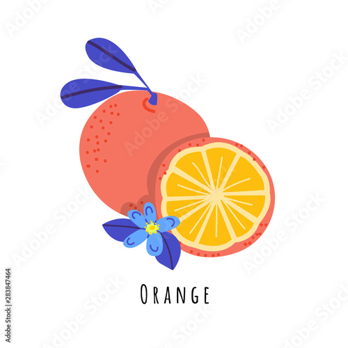 Orange fruit flat vector illustration