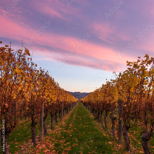 Vineyards at sunset