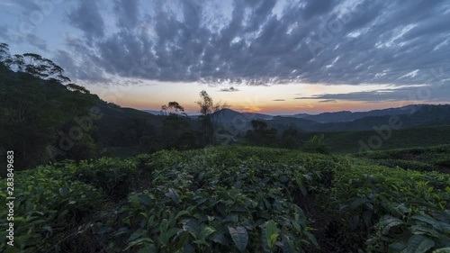 Beautiful time lapse motion, sun rising scenery at green farm plantation, Cameron Highlands, stunning blue sky and golden hour, fresh nature landscape . 4k timelapse motion footage.