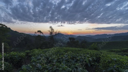 Beautiful time lapse motion, sun rising scenery at green farm plantation, Cameron Highlands, stunning blue sky and golden hour, fresh nature landscape . 4k timelapse motion footage.