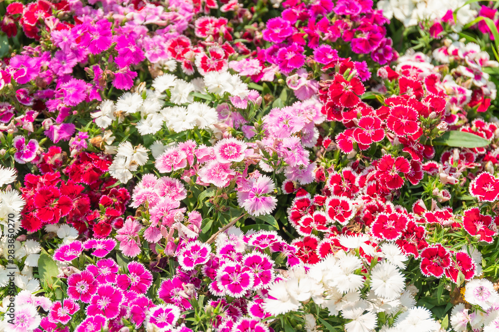 Ταπετσαρία Dianthus flower or  Sweet William flowers