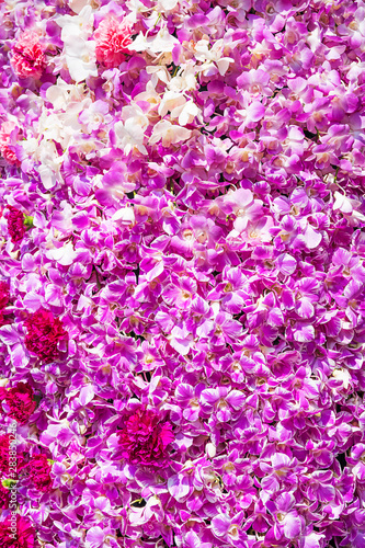 Carnation Flower and purple orchid flower © Singha songsak