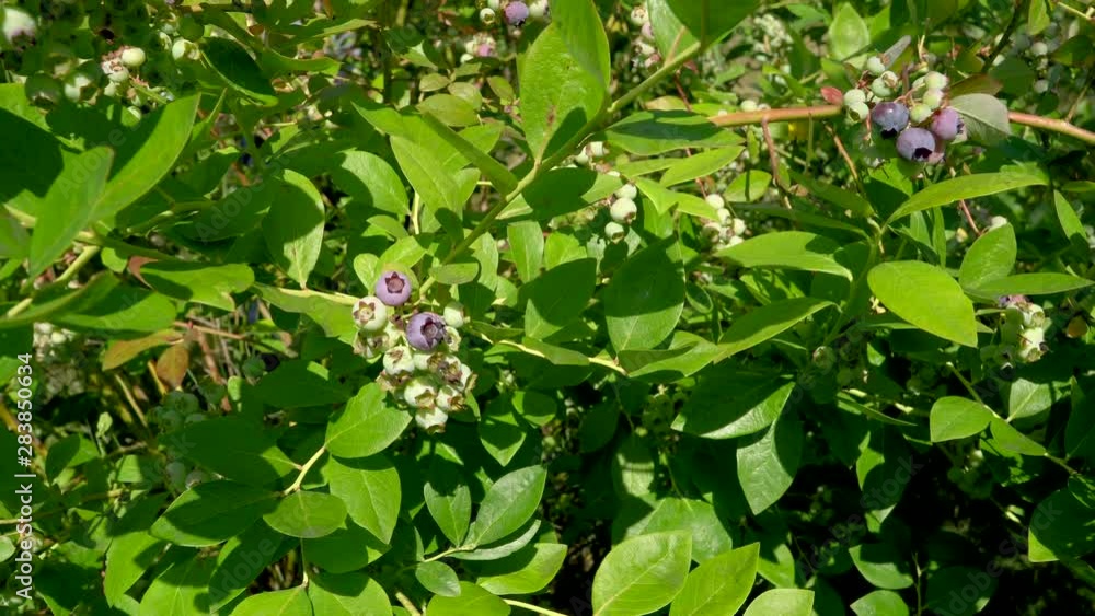 Close up of Blueberries about to ripen on Blueberry bush. 5 sec. Close up of Blueberries about to ripen on Blueberry bush. 5 sec.