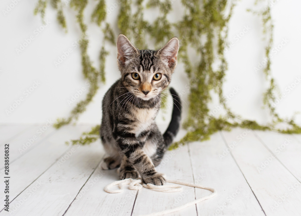Fototapeta premium Kitten with yellow eyes sitting on a white floor on a studio set with greenery backdrop. Tabby Kitten