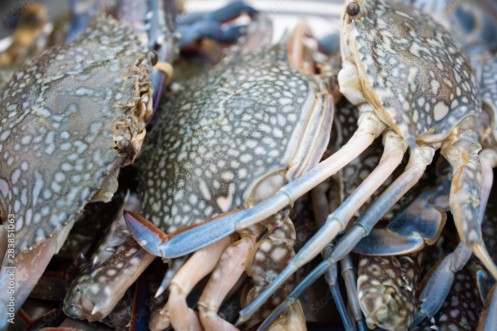 Obraz premium Fresh crabs in the tray