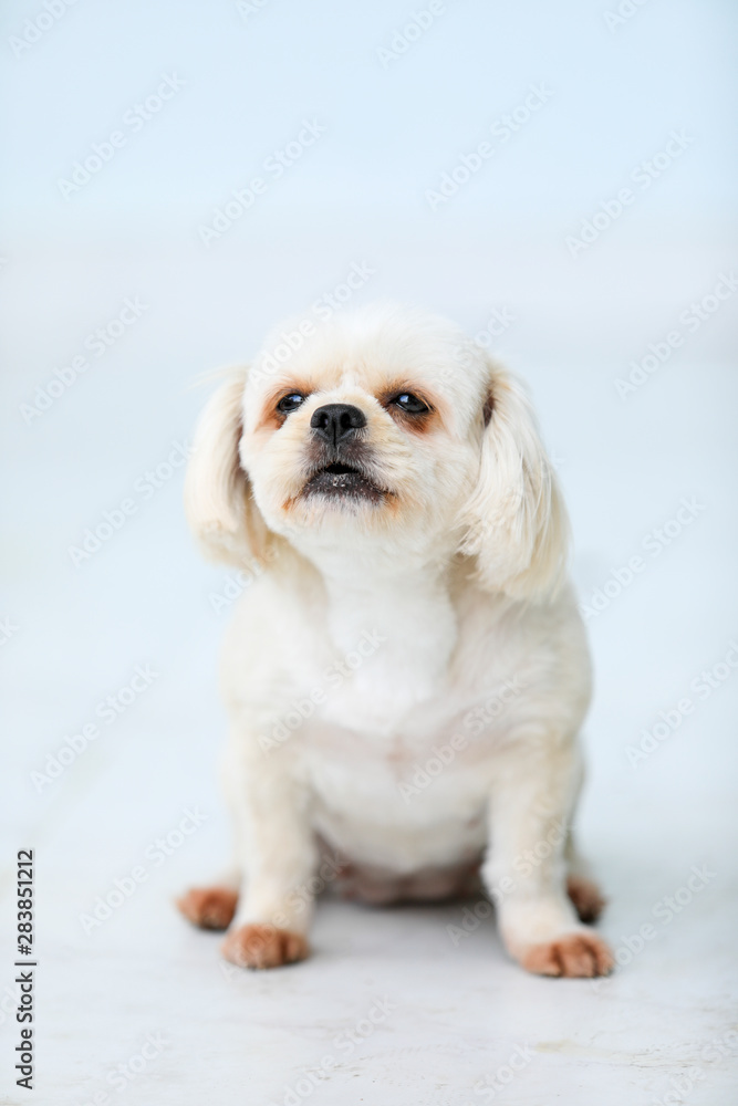Lonely dog waiting for owner to come home Lonely dog waiting for owner to come home