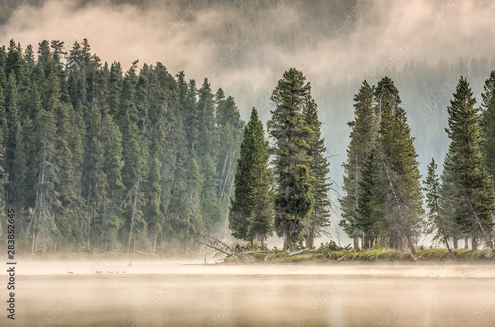 Pine Trees on Misty Yellowstone River - 2