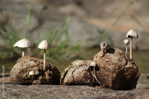 Wallpaper Mural nature, forest,trucking, Torontodigital.ca