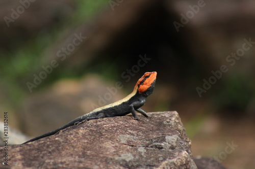 Wallpaper Mural nature, forest,trucking, Torontodigital.ca