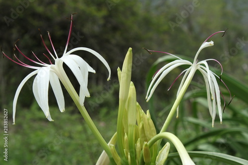 Wallpaper Mural nature, forest,trucking, Torontodigital.ca