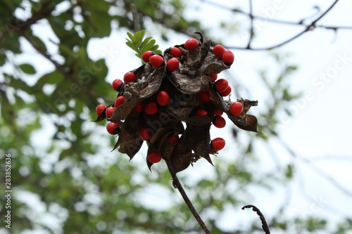 Wallpaper Mural nature, forest,trucking, Torontodigital.ca