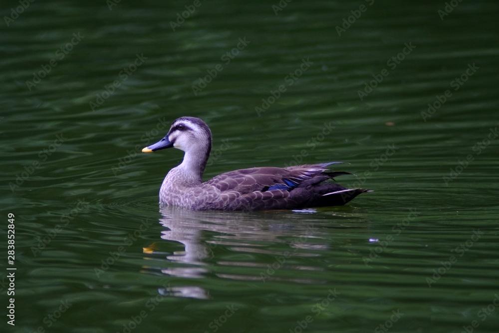 ducks on pond ducks on pond