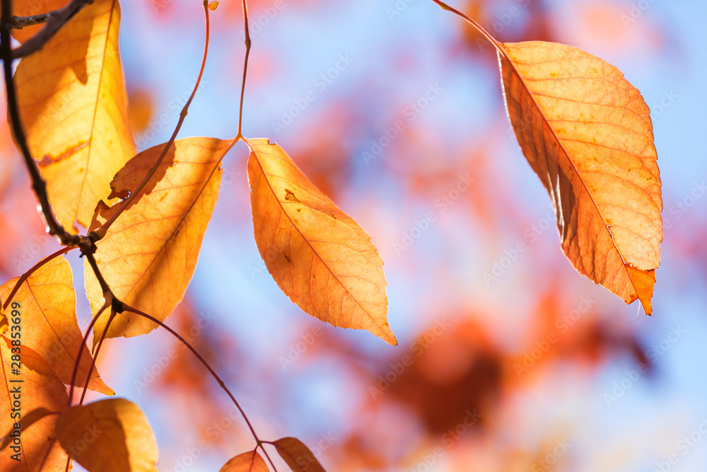 Obraz premium Autumn leaves