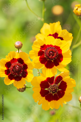 yellow flower with a red center photo