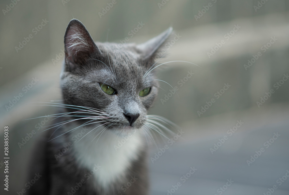 mirada gatita gris ojos verdes 
