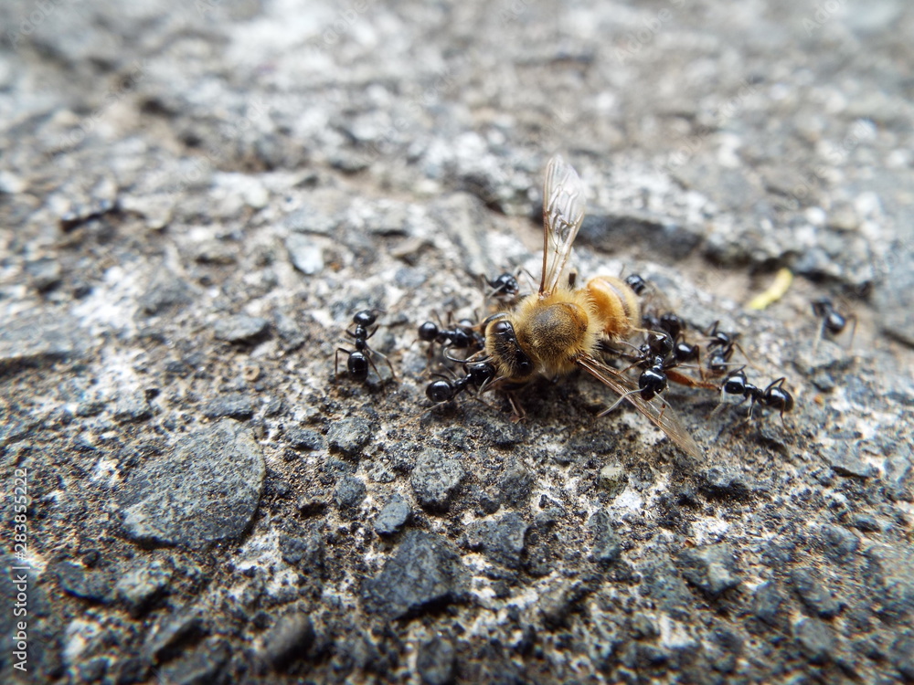 ミツバチの死骸に群がるアリたち ants were swarming to dead