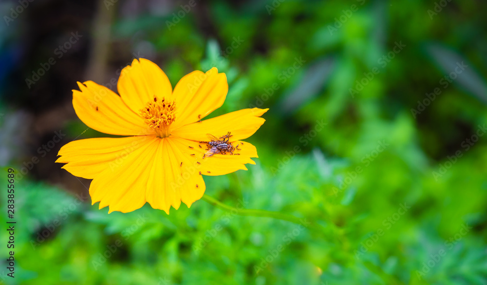 Closeup colorful yellow flower with big dead fly and ants on petal Closeup colorful yellow flower with big dead fly and ants on petal