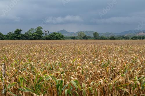 Beautiful corn field.Harvesting corn concept.