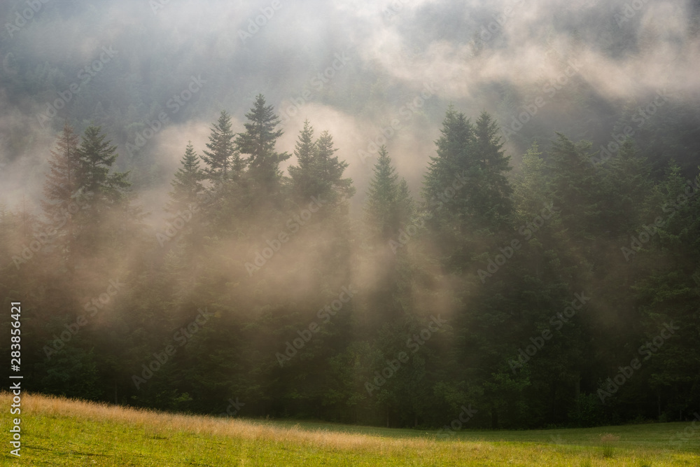 fog after an evening downpour in the mountains fog after an evening downpour in the mountains